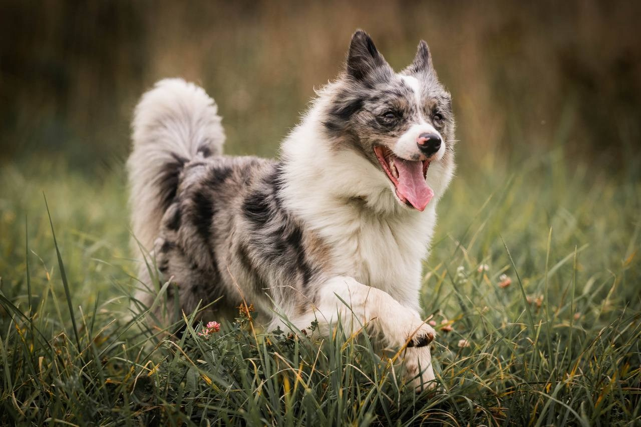 Фритсвит. Семейный фотограф Ефремова Виктория