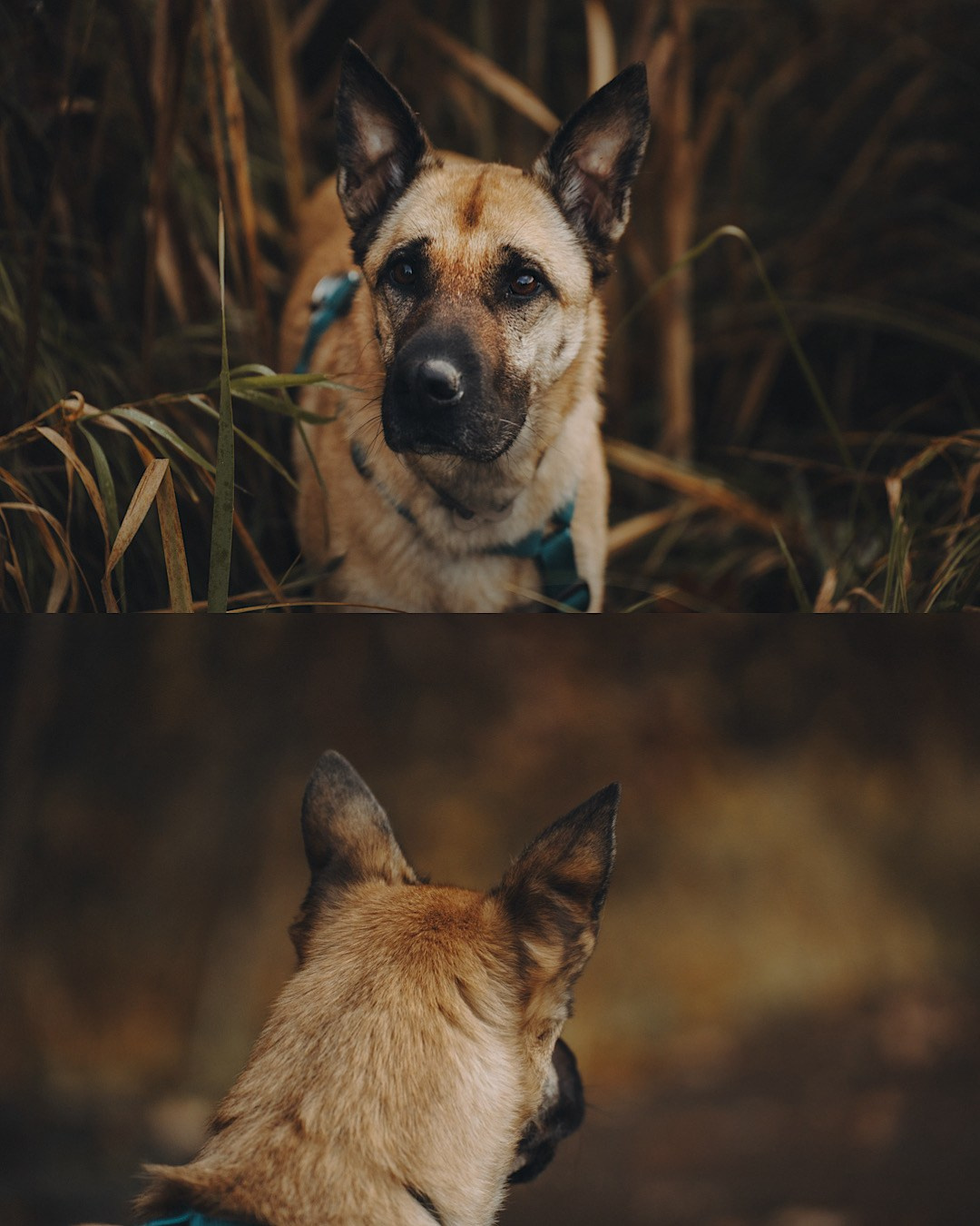 Наталия, Иван и Урса. Фотограф анималист в Москве и Санкт-Петербурге Свиридова Анна