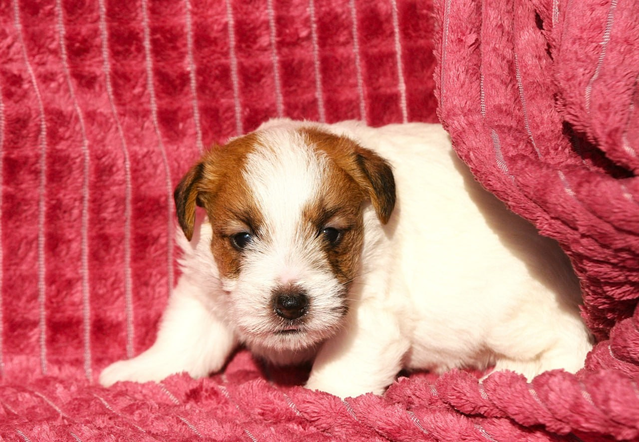 Кобель. Lovely-Orange питомник джек рассел терьеров