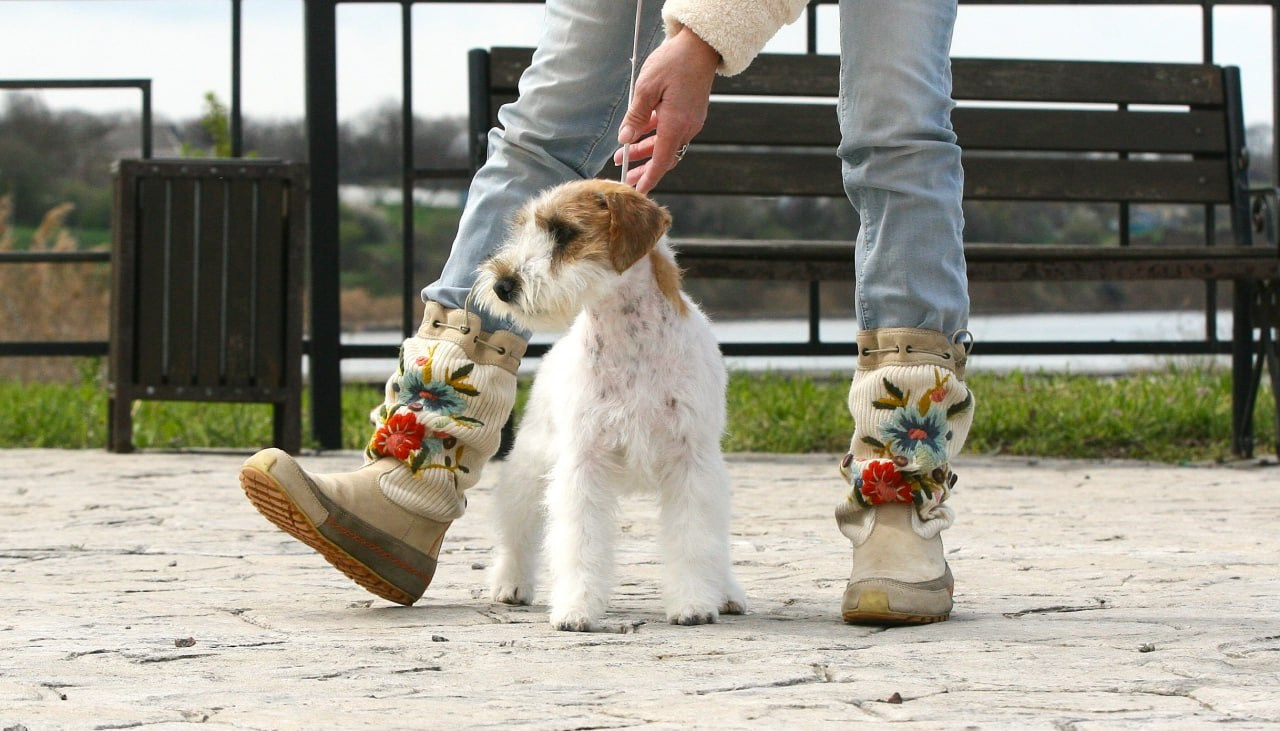 Lovely-Orange Coza Nostra. Lovely-Orange питомник джек рассел терьеров