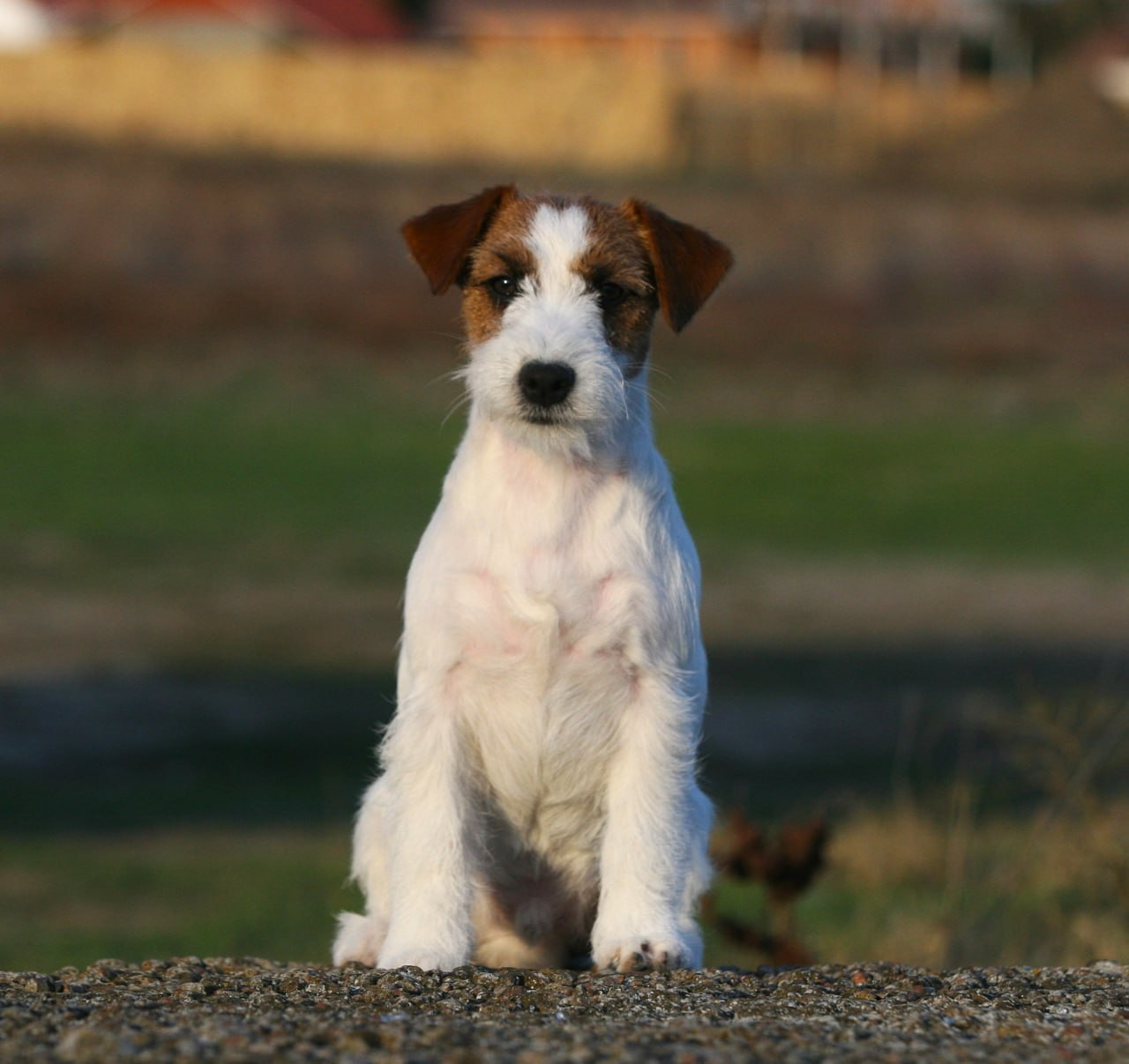 Port Fortis Amore Mio. Lovely-Orange питомник джек рассел терьеров