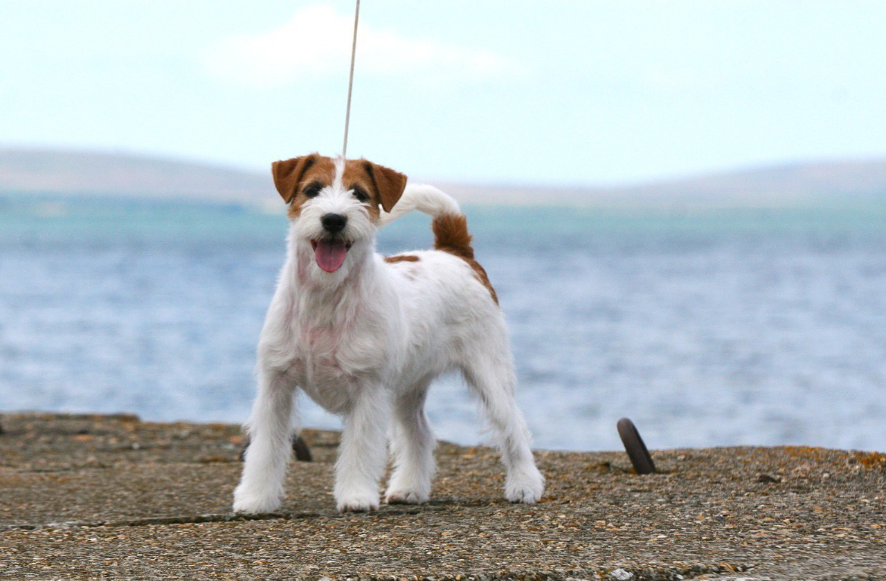 Anroal Chiquilla aka Miya. Lovely-Orange питомник джек рассел терьеров