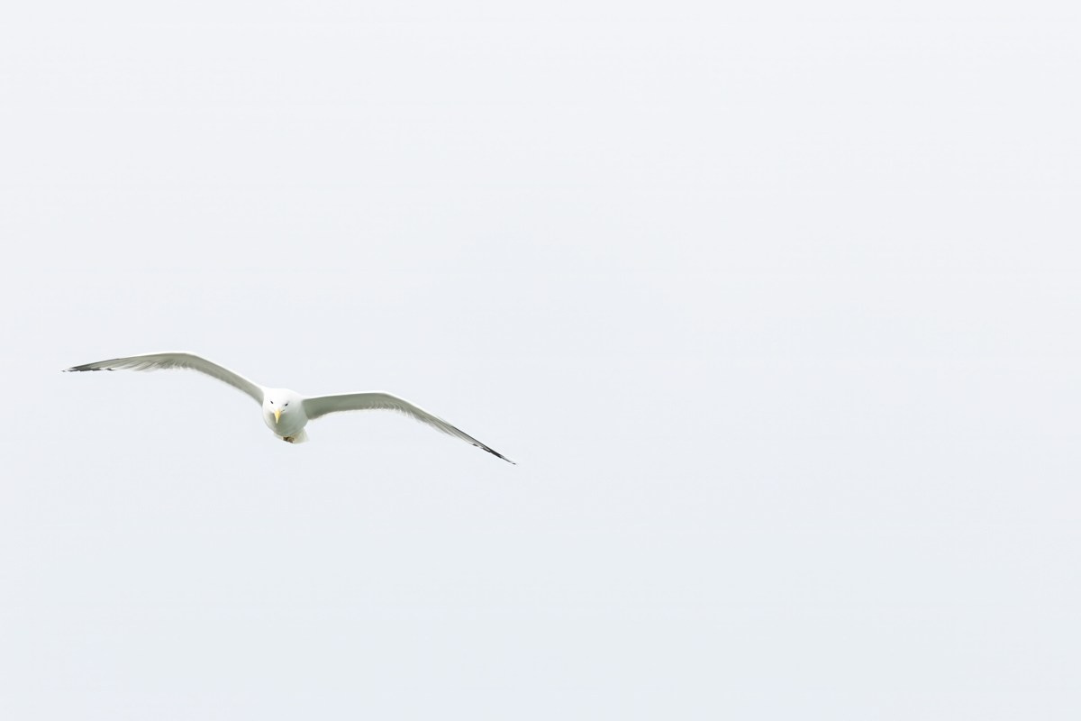 Птицы. Photomantis