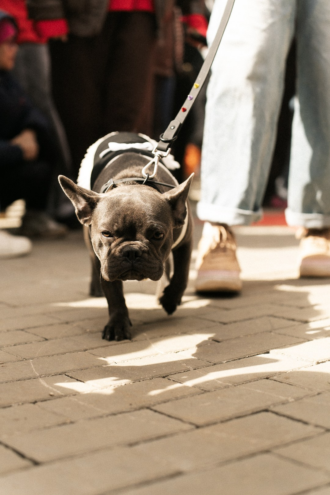 Парад Бульдогов. Axenov_eugene