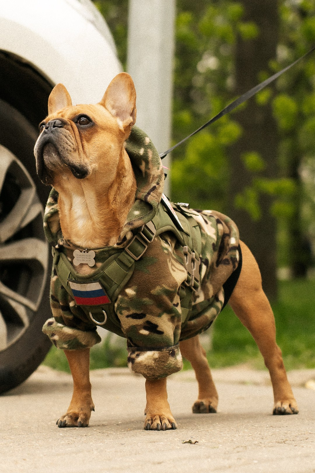 Парад Бульдогов. Axenov_eugene