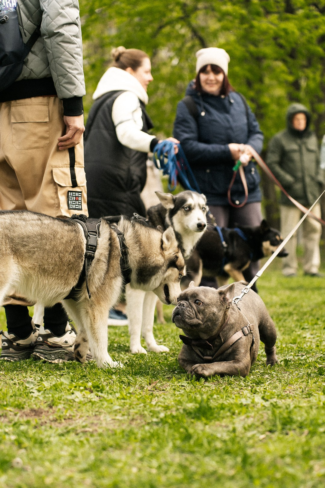 Парад Бульдогов. Axenov_eugene