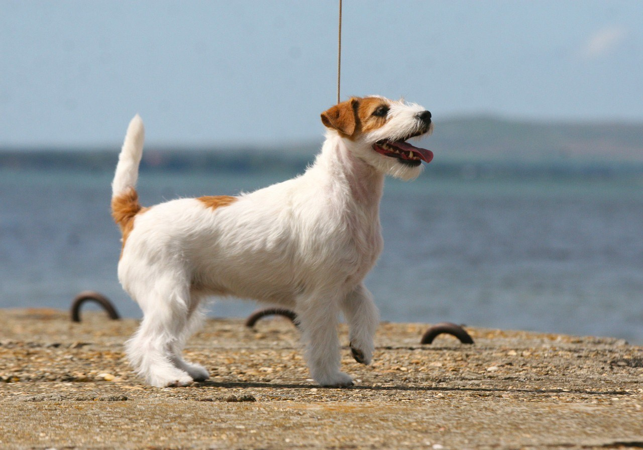Anroal Chiquilla aka Miya. Lovely-Orange питомник джек рассел терьеров
