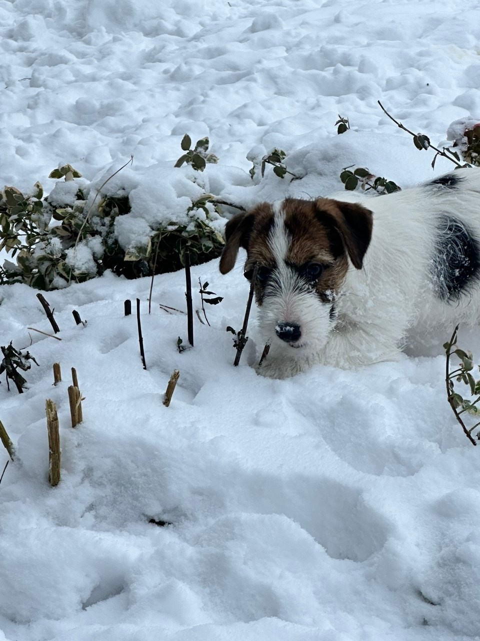 BELIEVE ME. Lovely-Orange питомник джек рассел терьеров