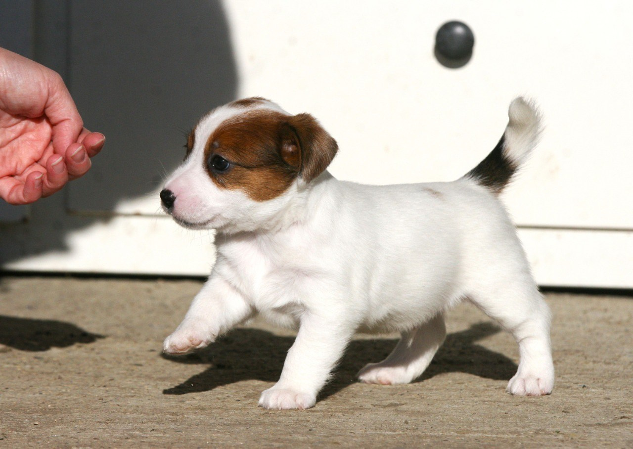 Кобель. Lovely-Orange питомник джек рассел терьеров