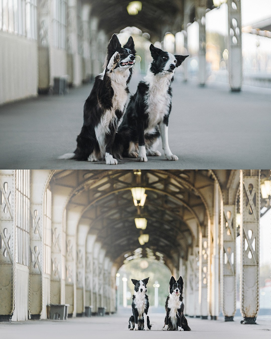 Таня, Марта и Клипса. Фотограф анималист в Москве и Санкт-Петербурге Свиридова Анна