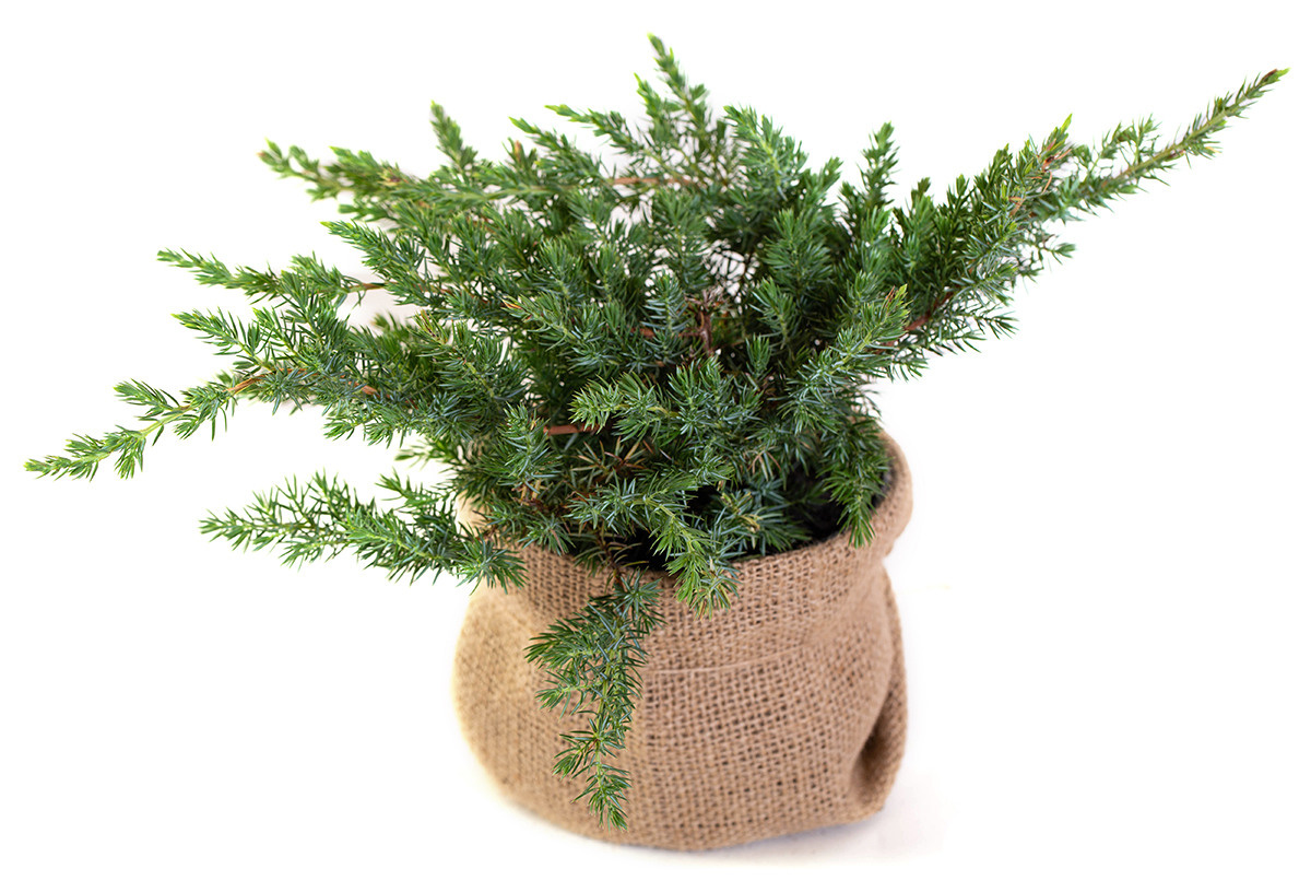 Растения. Предметный и рекламный фотограф в Ростове-на-Дону Кристина Орлова