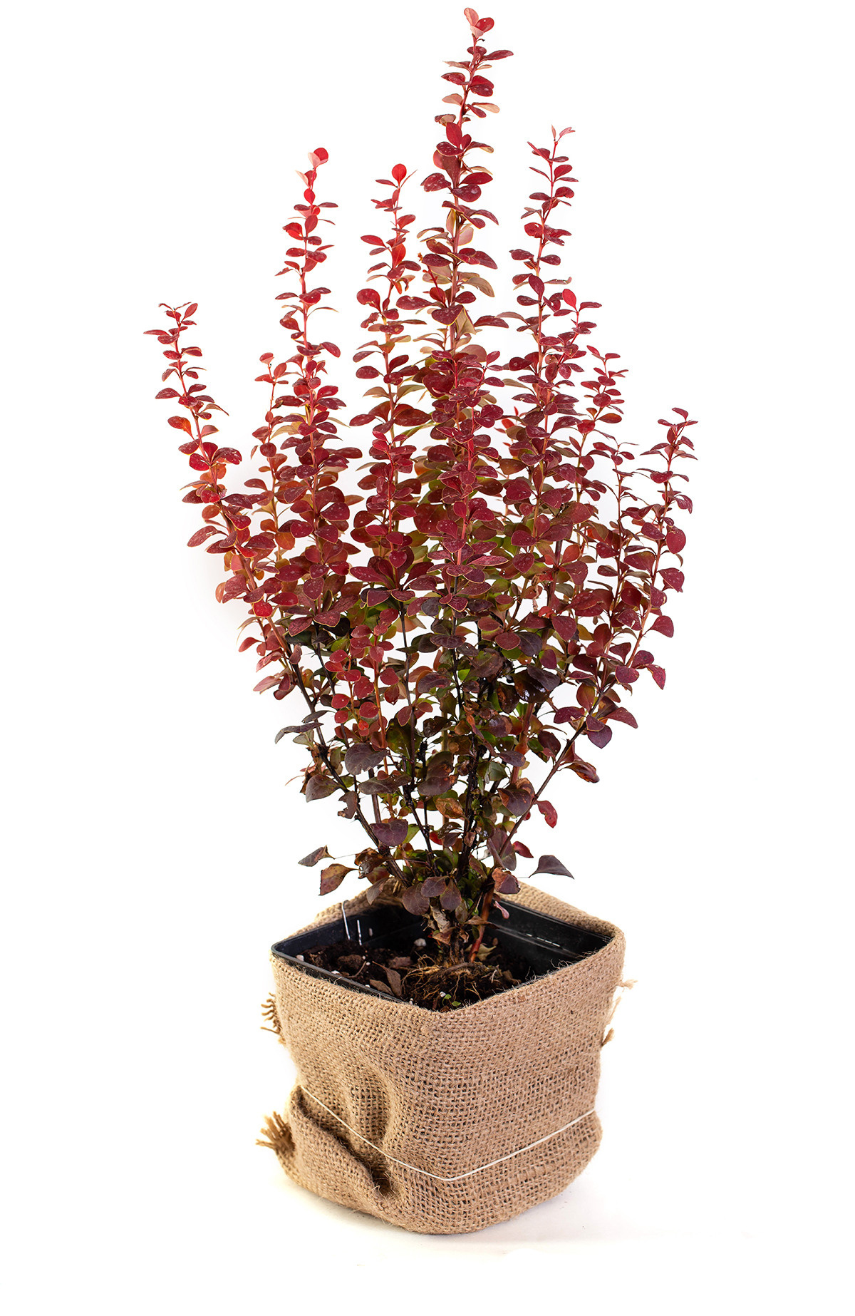 Растения. Предметный и рекламный фотограф в Ростове-на-Дону Кристина Орлова