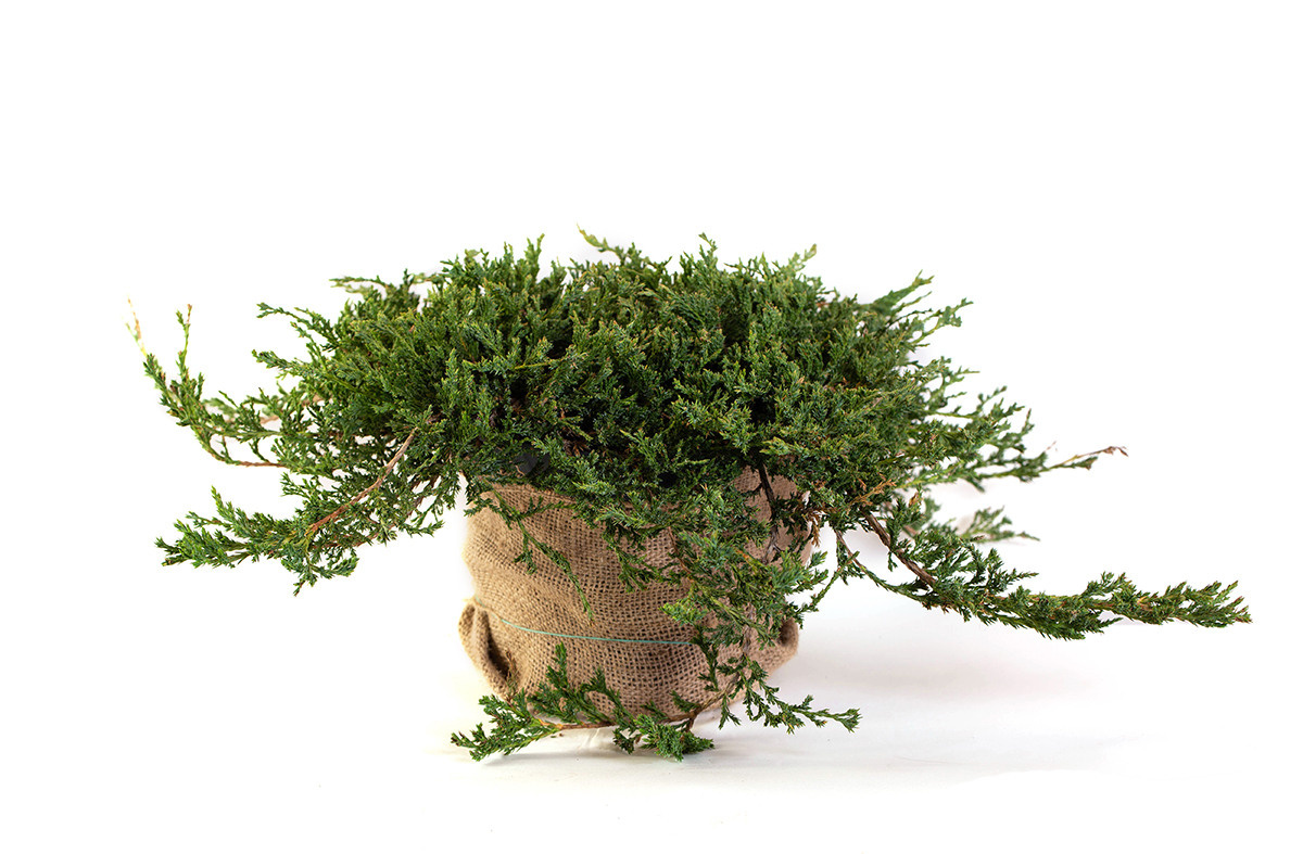 Растения. Предметный и рекламный фотограф в Ростове-на-Дону Кристина Орлова