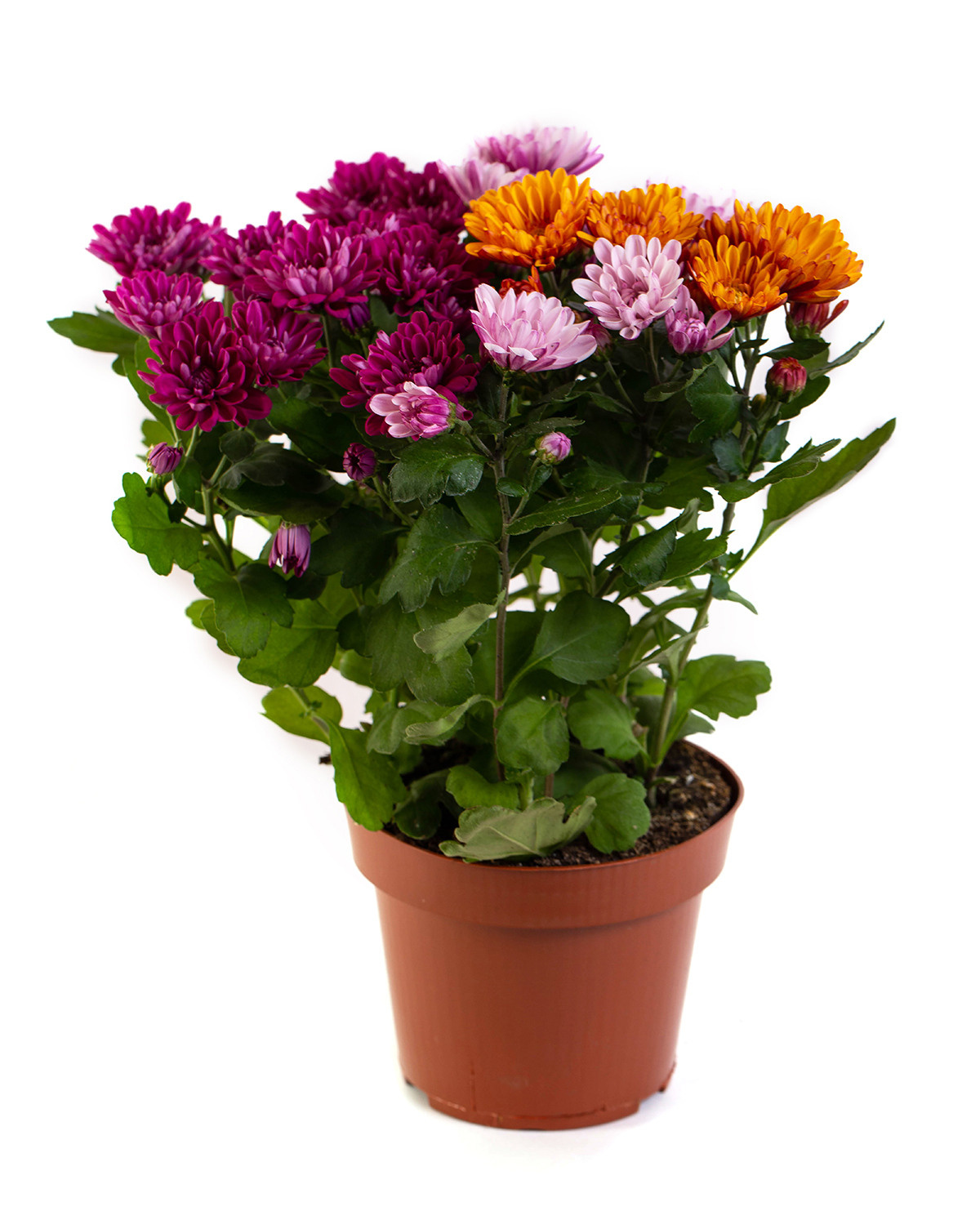 Растения. Предметный и рекламный фотограф в Ростове-на-Дону Кристина Орлова