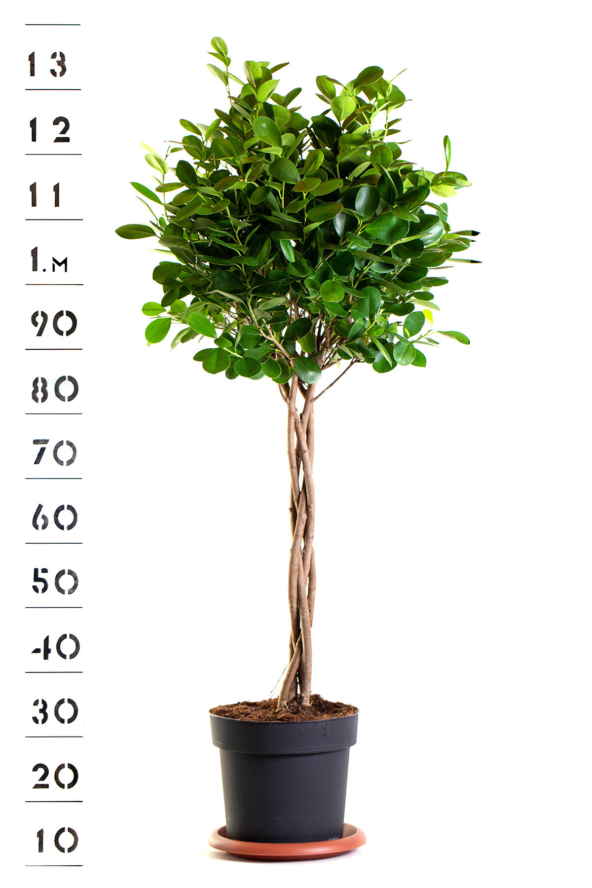 Растения. Предметный и рекламный фотограф в Ростове-на-Дону Кристина Орлова