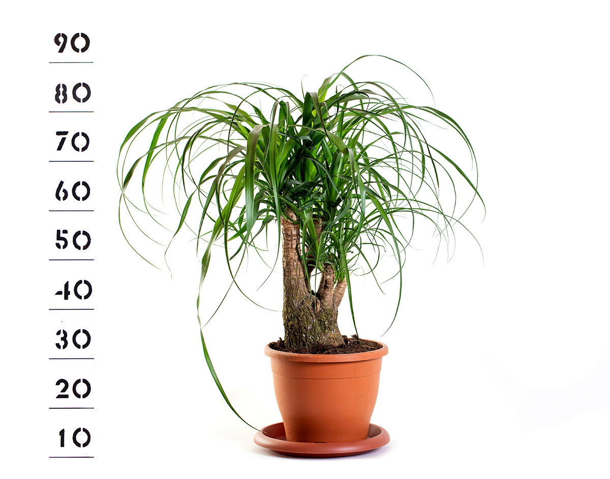 Растения. Предметный и рекламный фотограф в Ростове-на-Дону Кристина Орлова