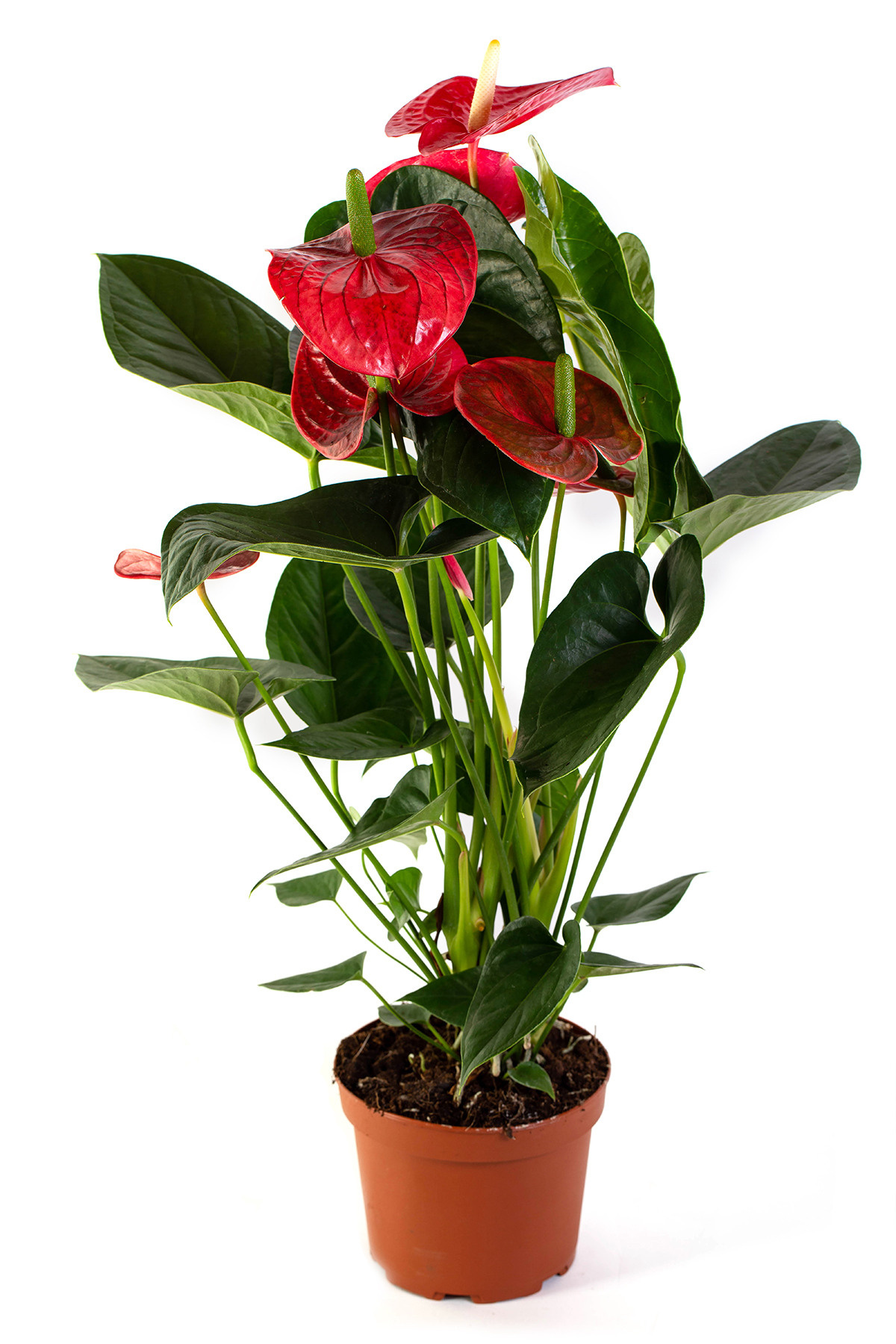 Растения. Предметный и рекламный фотограф в Ростове-на-Дону Кристина Орлова