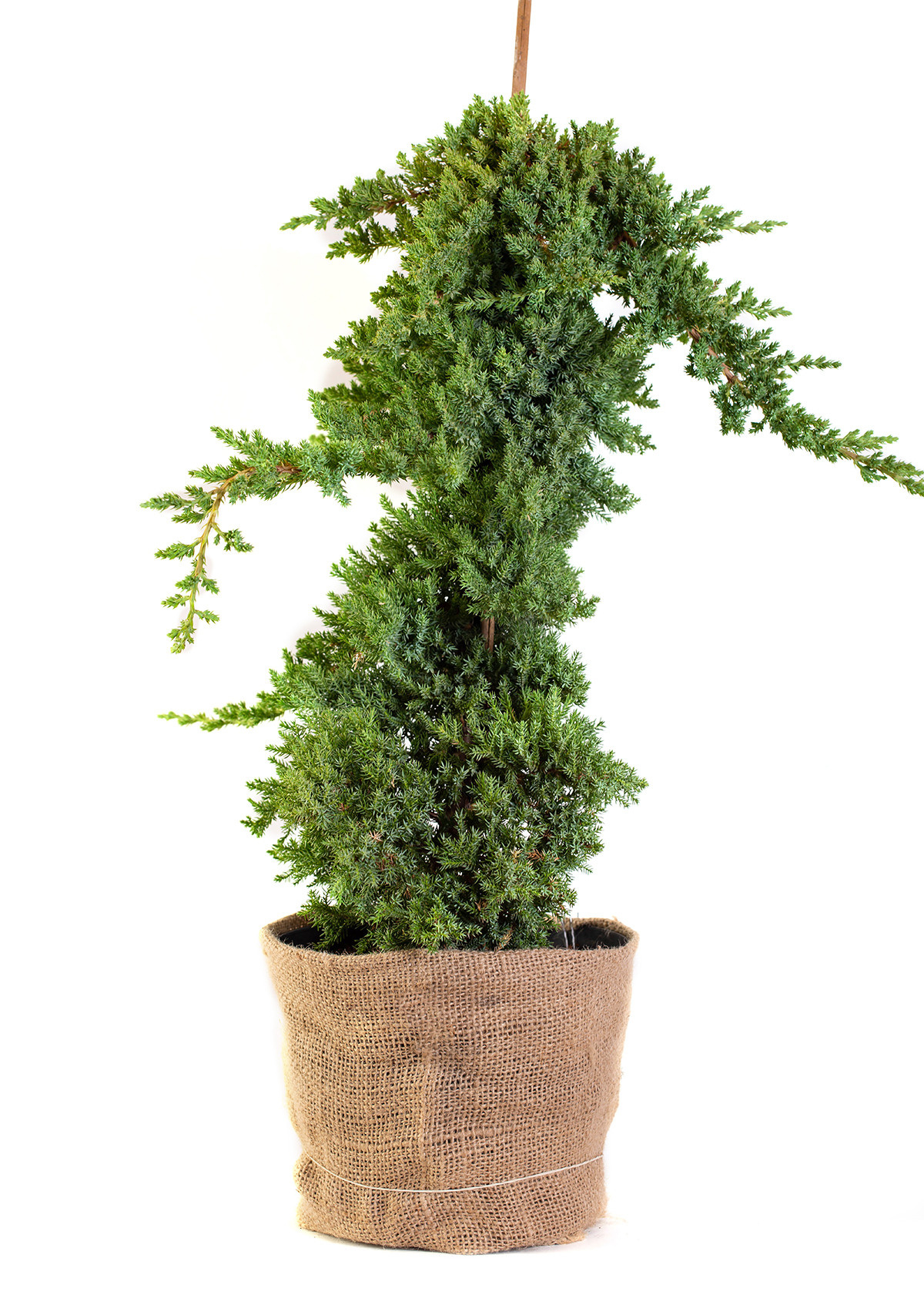 Растения. Предметный и рекламный фотограф в Ростове-на-Дону Кристина Орлова