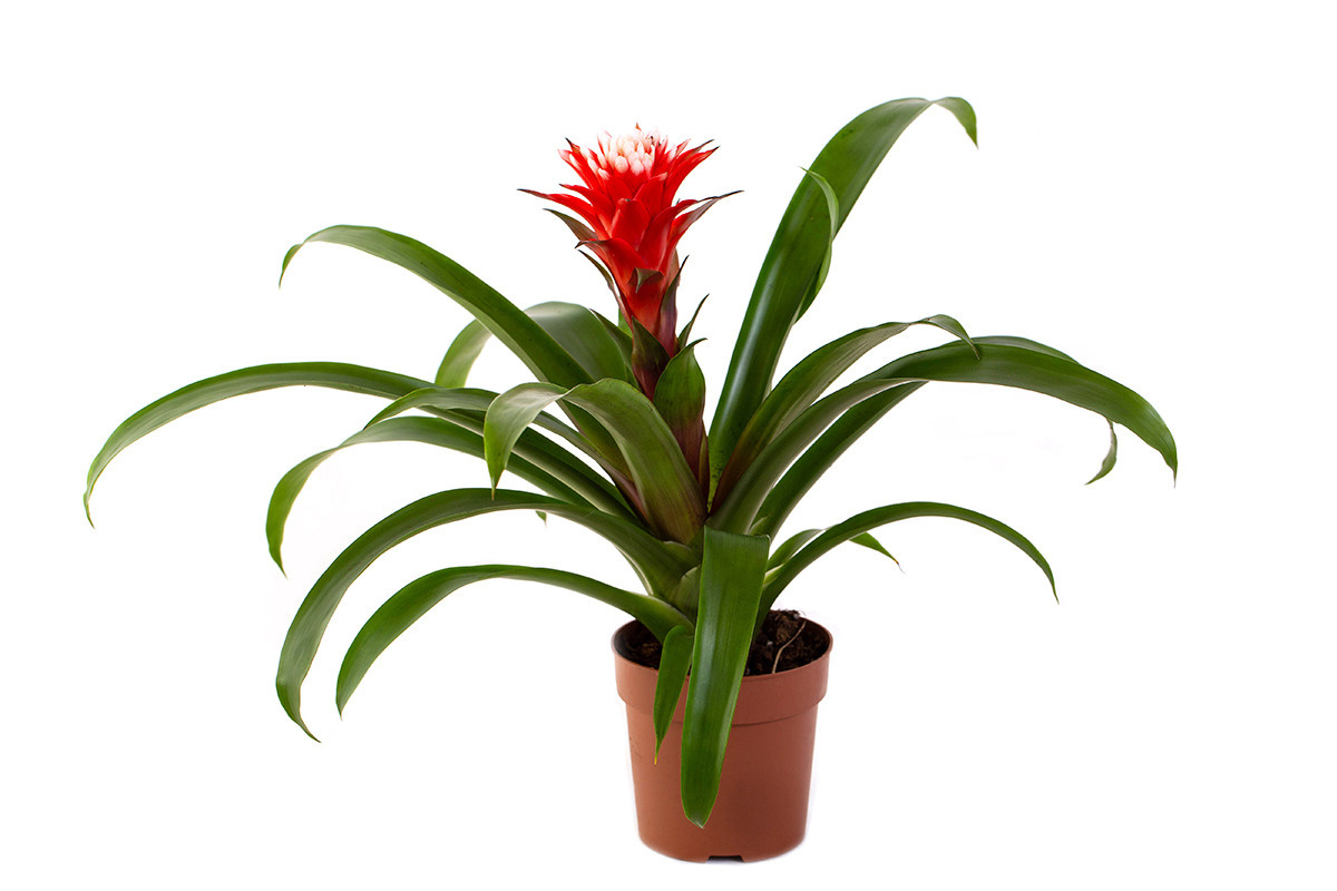 Растения. Предметный и рекламный фотограф в Ростове-на-Дону Кристина Орлова