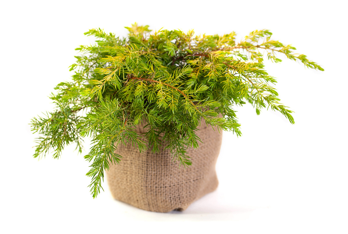 Растения. Предметный и рекламный фотограф в Ростове-на-Дону Кристина Орлова