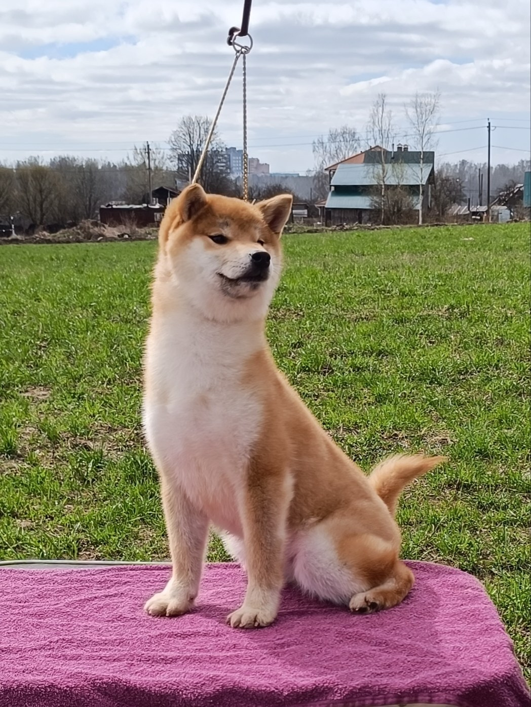 Rubylight Bella * Белла. Американская акита I Сиба ину I Питомник RUBYLIGHT