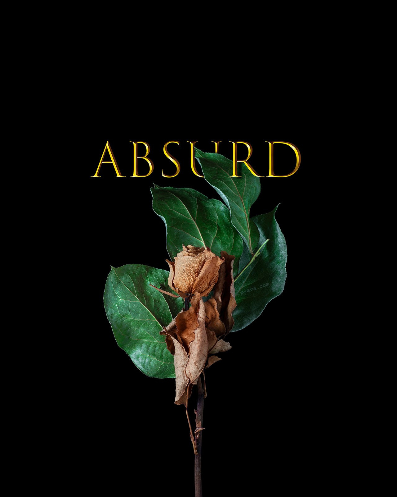 Сухая роза с надписью Absurd на черном фоне