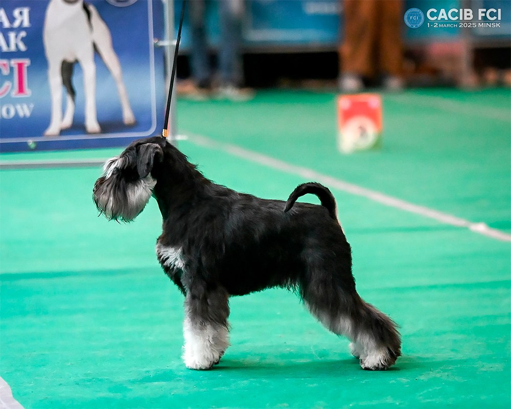 Харли/ Delinso Balance Ultima Gail. Питомник цвергшнауцеров в Беларуси «Делинсо Бэлэнс»