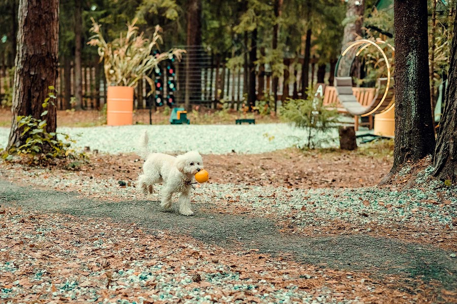 Осень в Авеню. Семейный фотограф в Перми Ольга Гилева. Выпускные альбомы