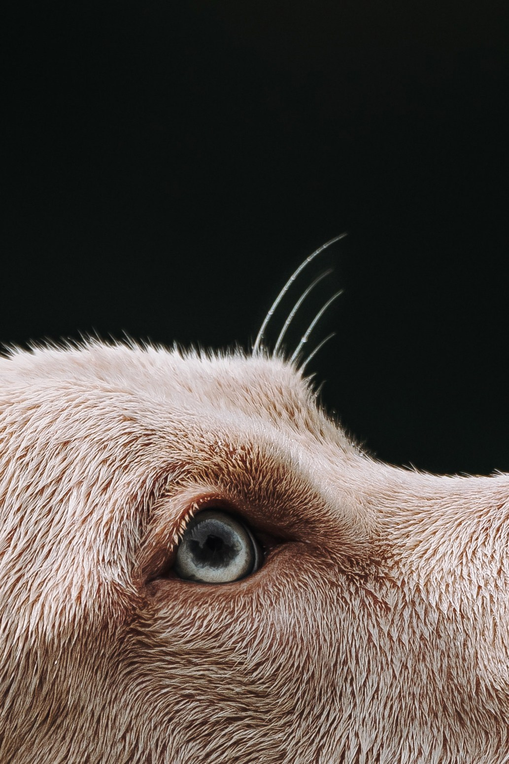 Оля и Гламур. Фотограф анималист в Спб недорого Олеся Майорова