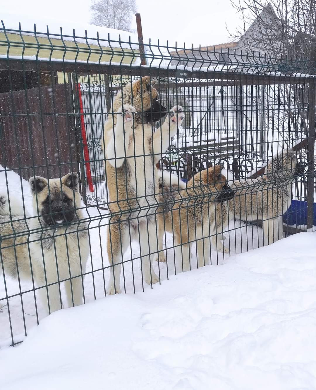 американская акита щенки купить питомник Санкт-Петербург кобель для вязок