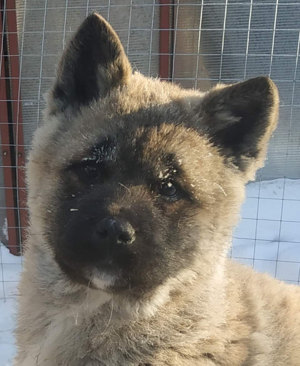 американская акита щенки купить питомник Санкт-Петербург кобель для вязок Вольф * Dilinze's Hause Orion  Wolf кобель Акита Рубилайт Rubylight питомник вязка американская акита