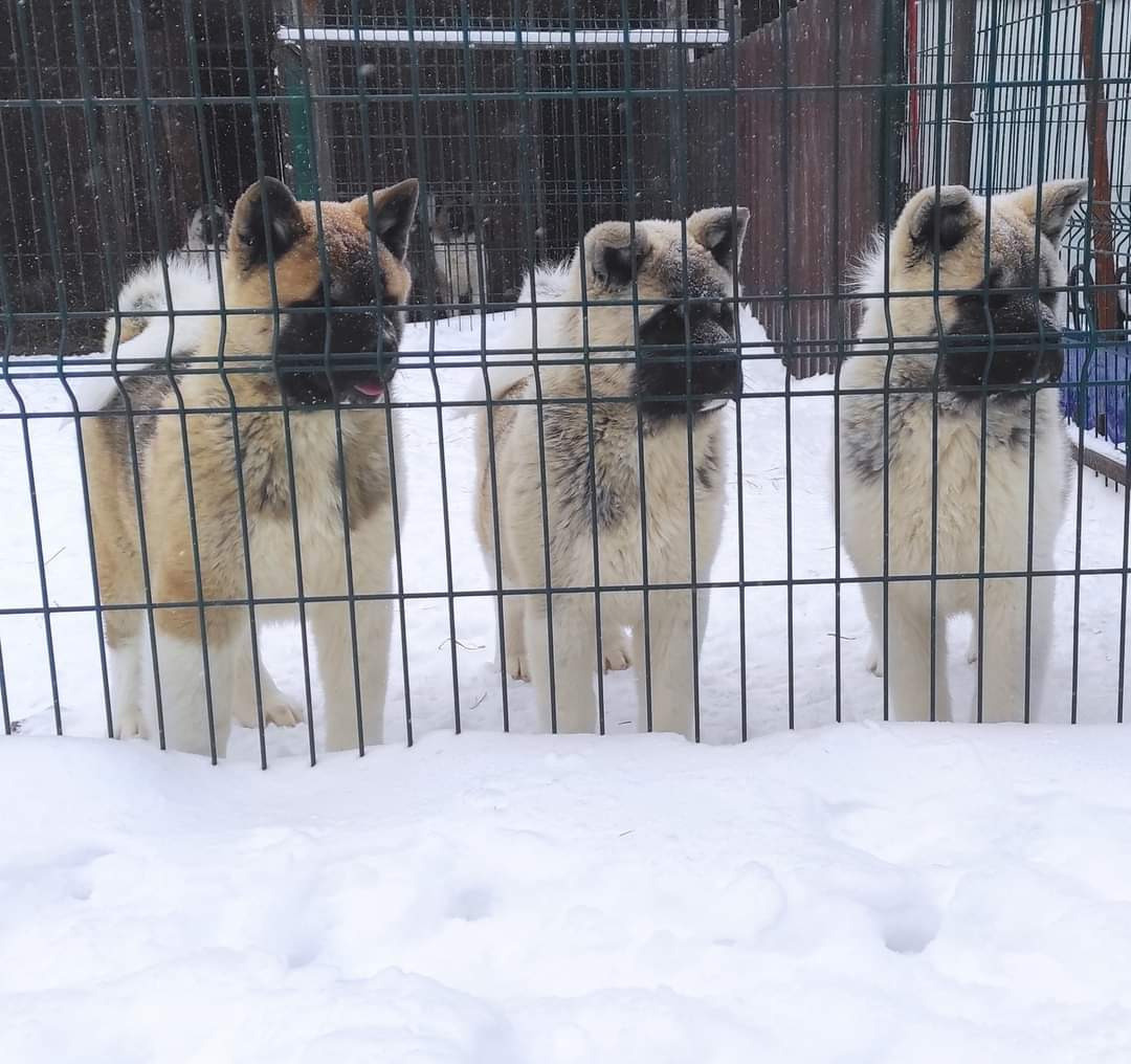 американская акита щенки купить питомник Санкт-Петербург кобель для вязок Вольф * Dilinze's Hause Orion  Wolf кобель Акита Рубилайт Rubylight питомник вязка американская акита