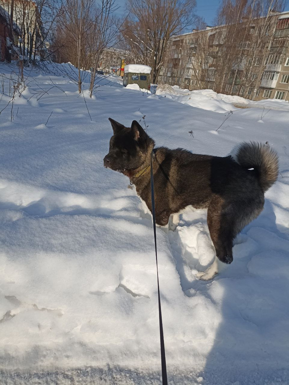 Rubylight Grom Американская акита питомник Рубилайт