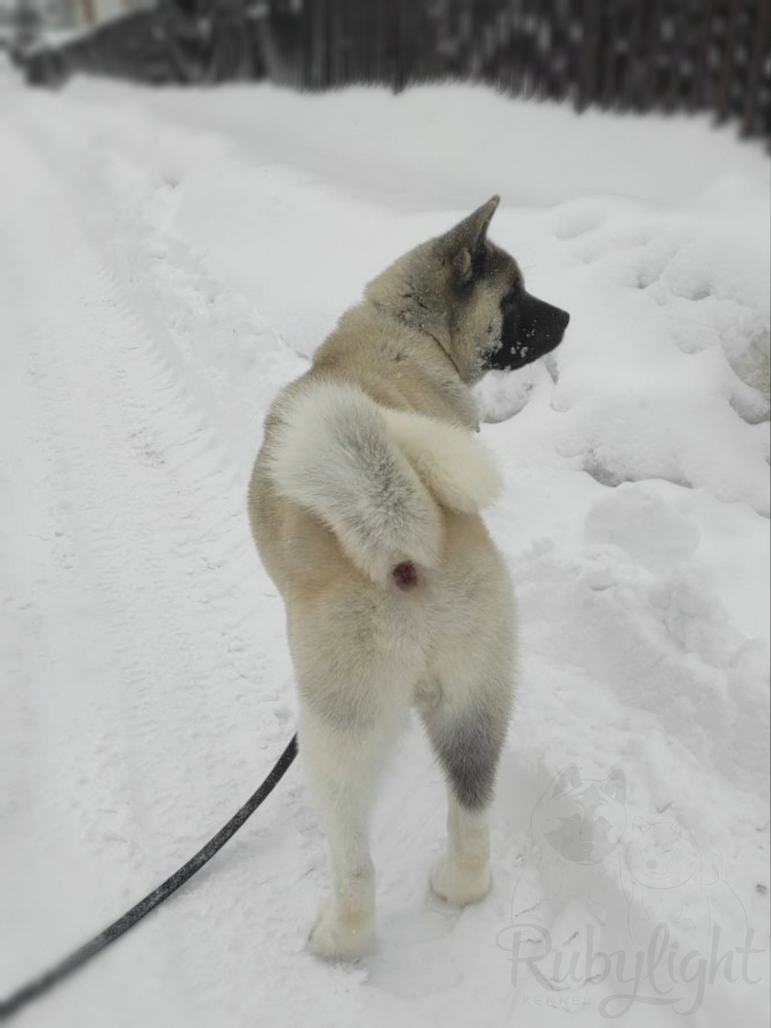 американская акита щенки купить питомник Санкт-Петербург кобель для вязок Вольф * Dilinze's Hause Orion  Wolf кобель Акита Рубилайт Rubylight питомник вязка американская акита