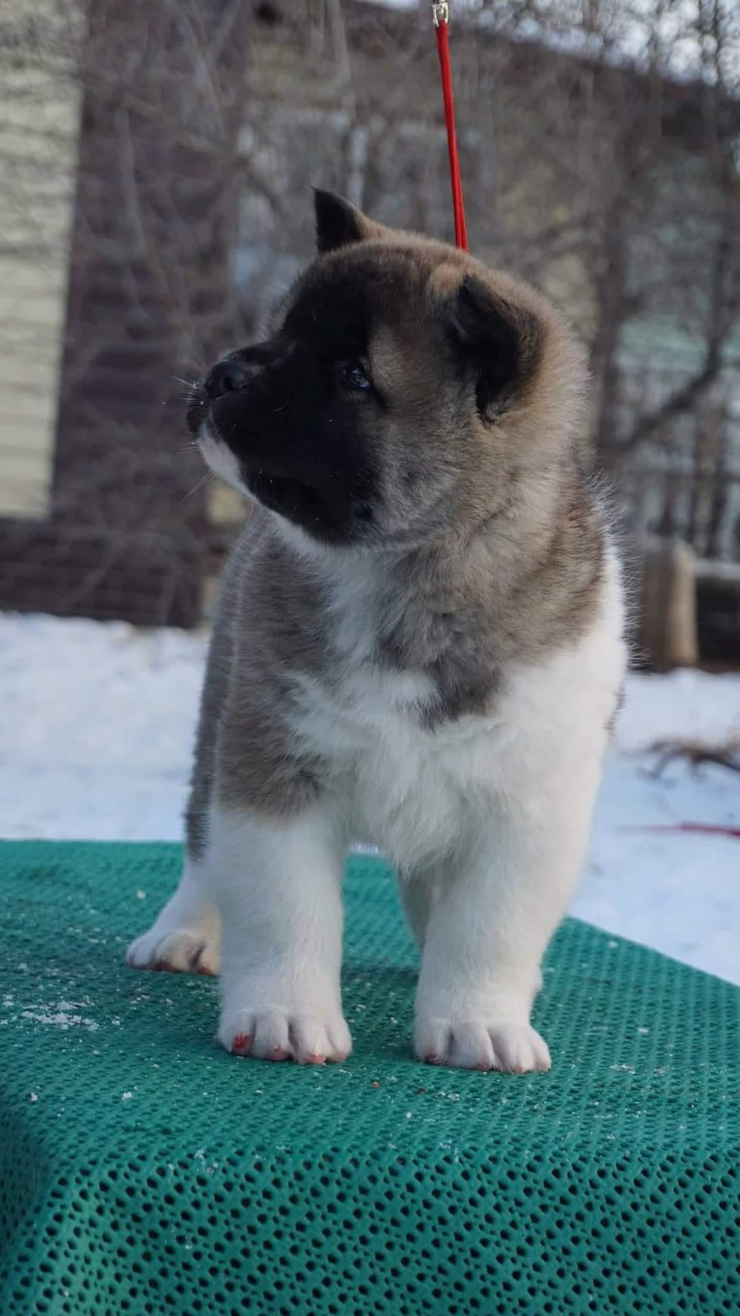 американская акита щенки купить питомник Санкт-Петербург кобель для вязок