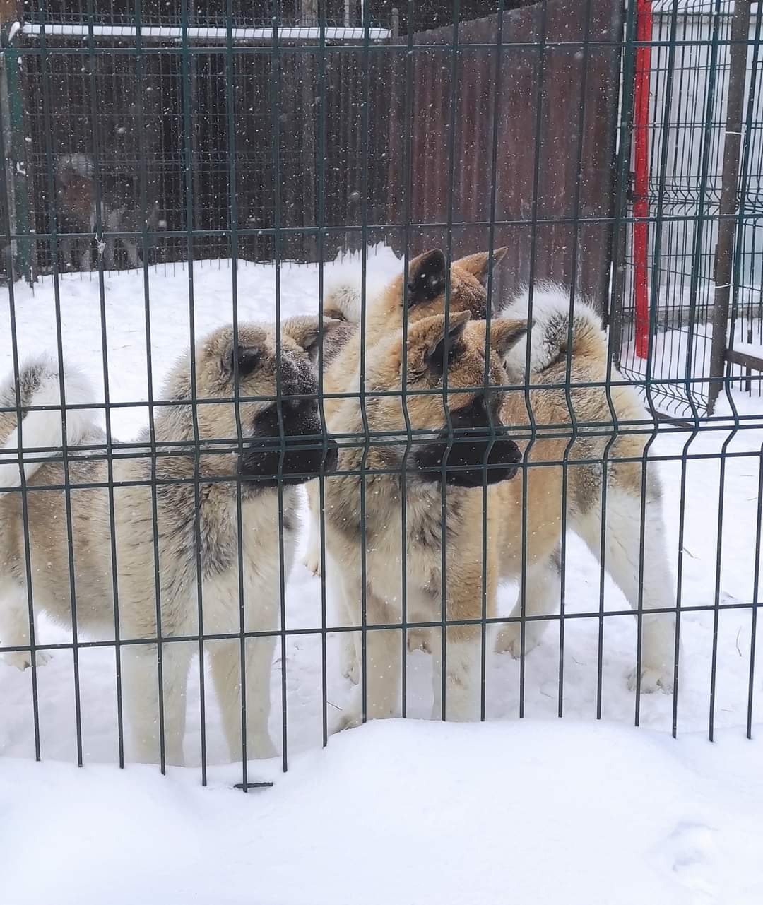 американская акита щенки купить питомник Санкт-Петербург кобель для вязок