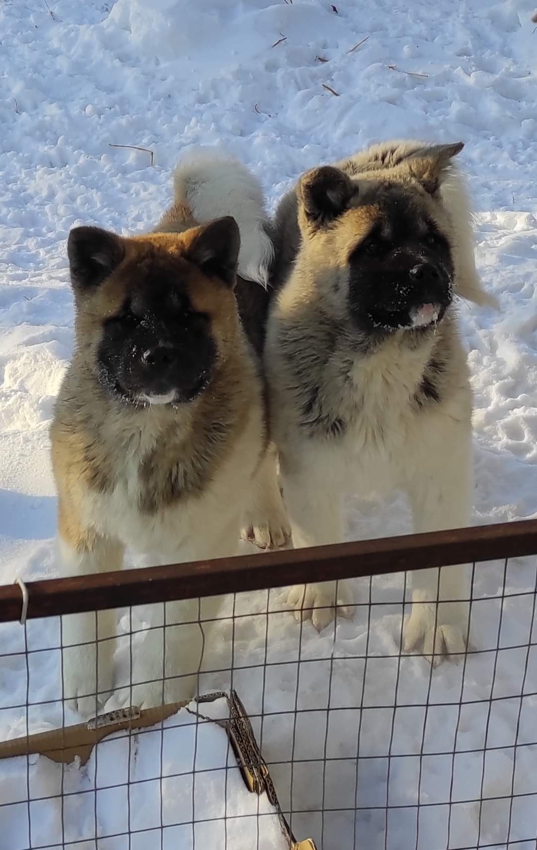 американская акита щенки купить питомник Санкт-Петербург кобель для вязок