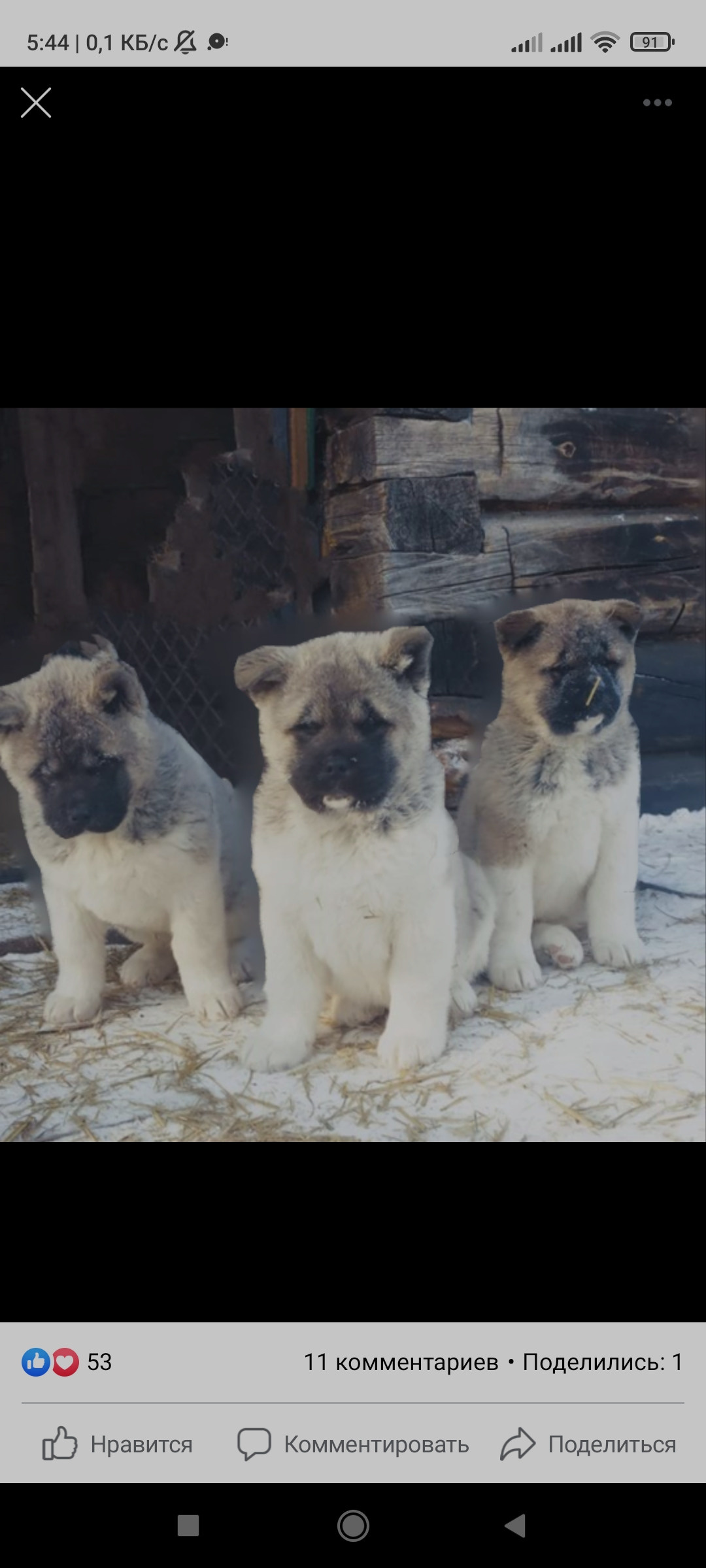 американская акита щенки купить питомник Санкт-Петербург кобель для вязок