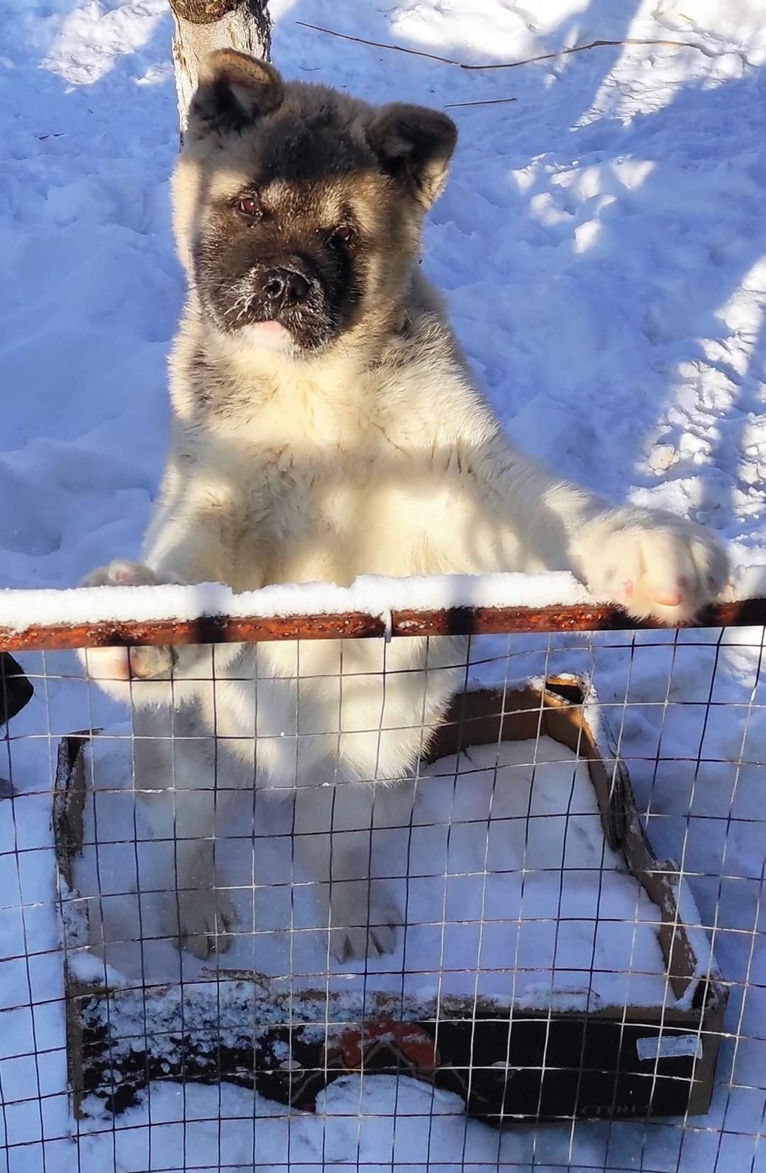 американская акита щенки купить питомник Санкт-Петербург кобель для вязок