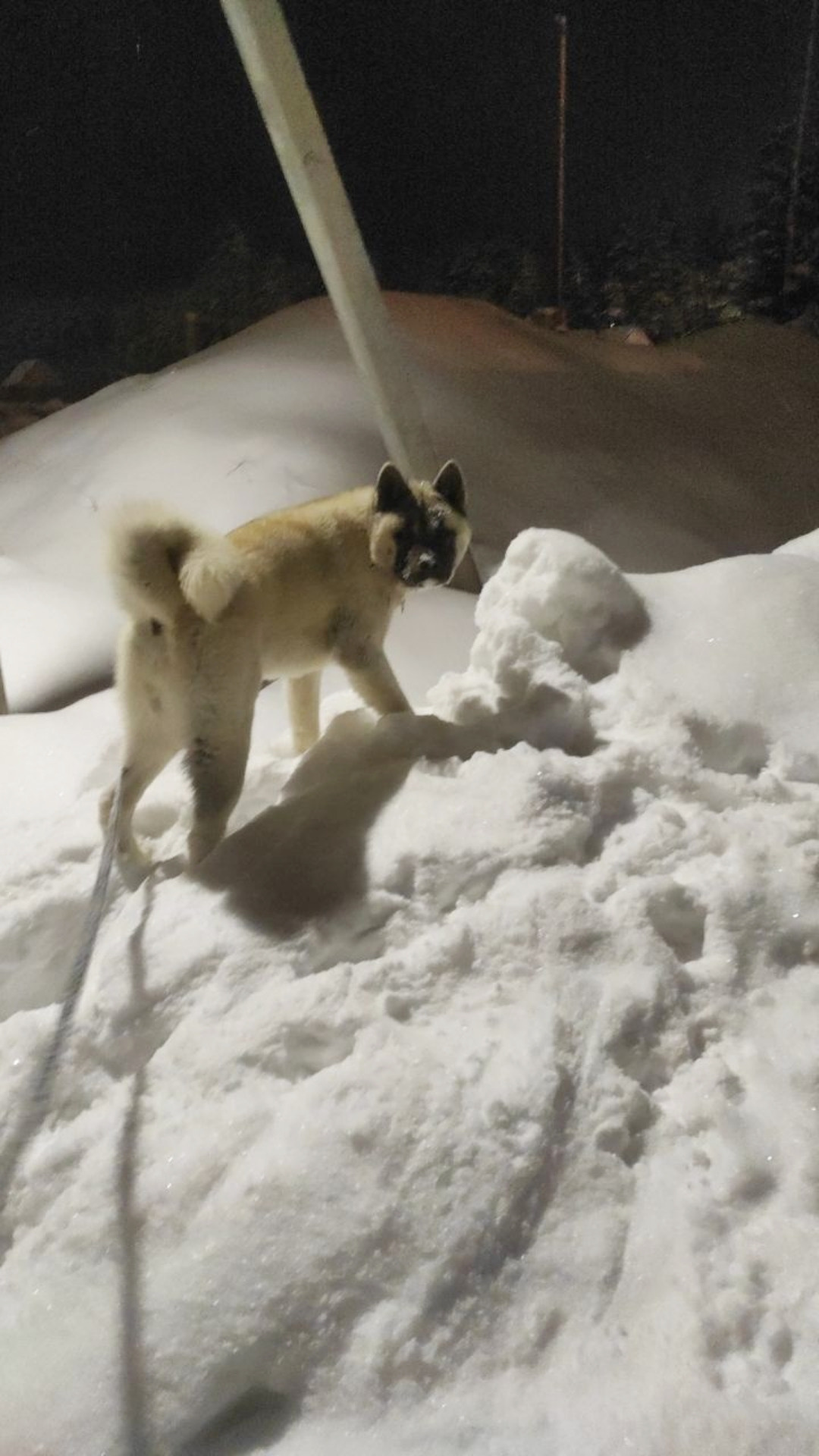 американская акита щенки купить питомник Санкт-Петербург кобель для вязок Вольф * Dilinze's Hause Orion  Wolf кобель Акита Рубилайт Rubylight питомник вязка американская акита