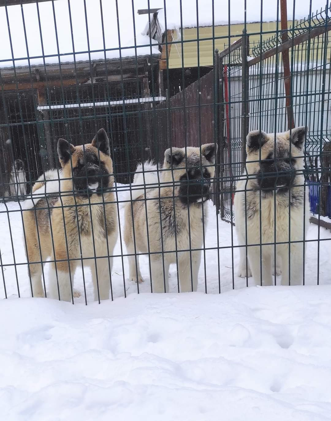 американская акита щенки купить питомник Санкт-Петербург кобель для вязок Вольф * Dilinze's Hause Orion  Wolf кобель Акита Рубилайт Rubylight питомник вязка американская акита