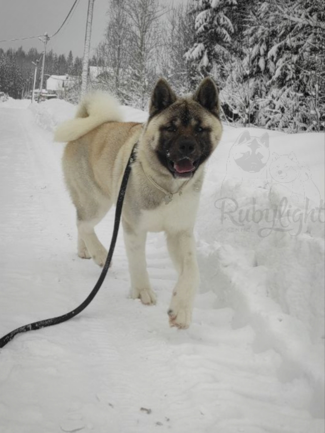 американская акита щенки купить питомник Санкт-Петербург кобель для вязок Вольф * Dilinze's Hause Orion  Wolf кобель Акита Рубилайт Rubylight питомник вязка американская акита