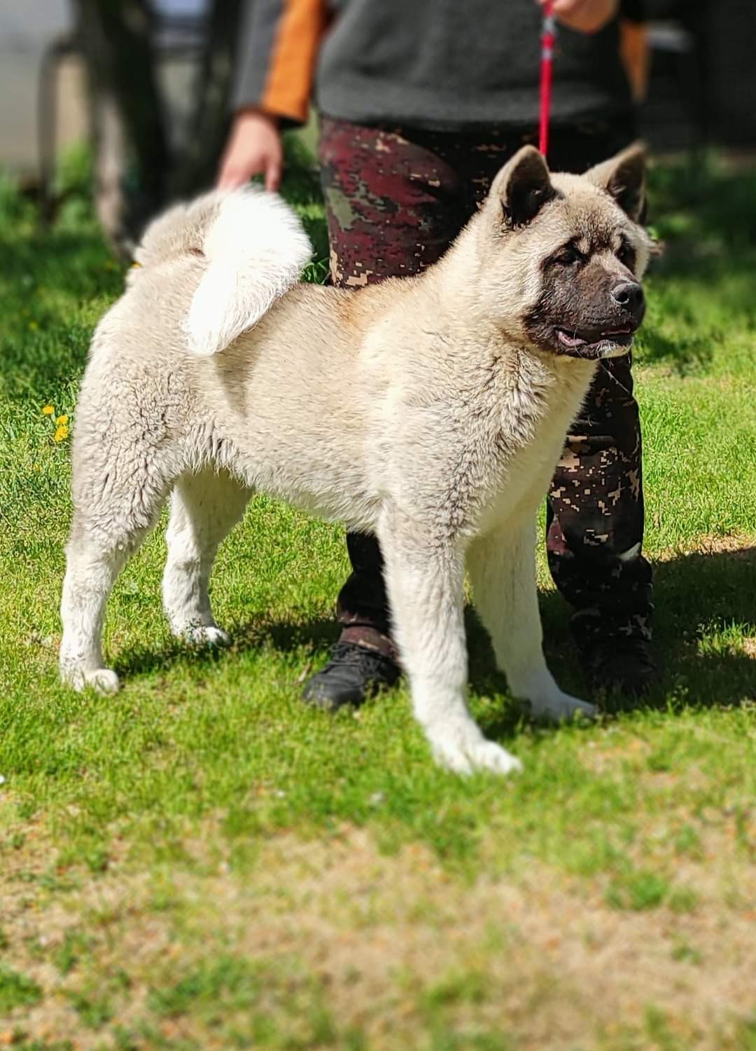 американская акита щенки купить питомник Санкт-Петербург кобель для вязок Вольф * Dilinze's Hause Orion  Wolf кобель Акита Рубилайт Rubylight питомник вязка американская акита
