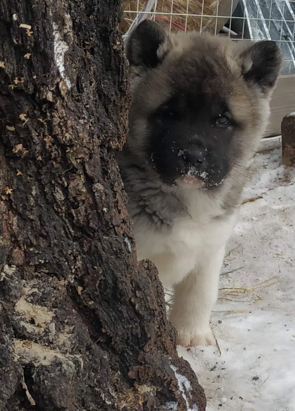 американская акита щенки купить питомник Санкт-Петербург кобель для вязок