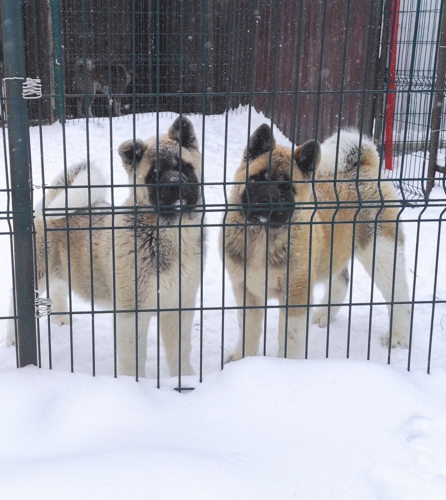 американская акита щенки купить питомник Санкт-Петербург кобель для вязок