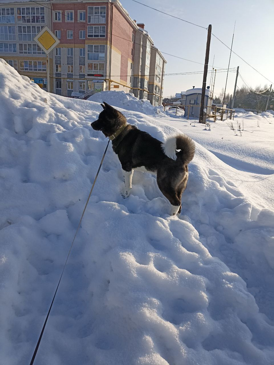 Rubylight Grom Американская акита питомник Рубилайт