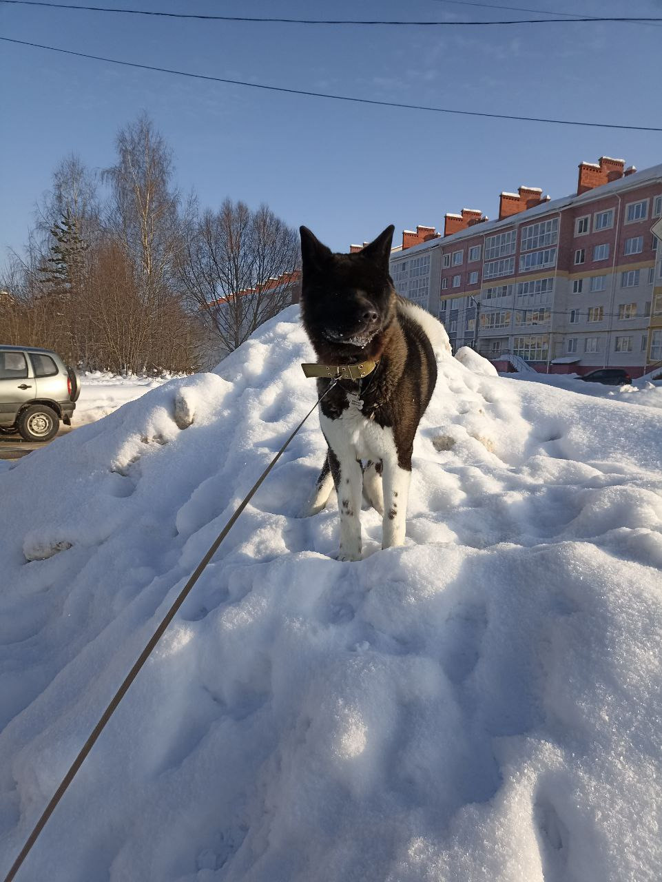 Rubylight Grom Американская акита питомник Рубилайт