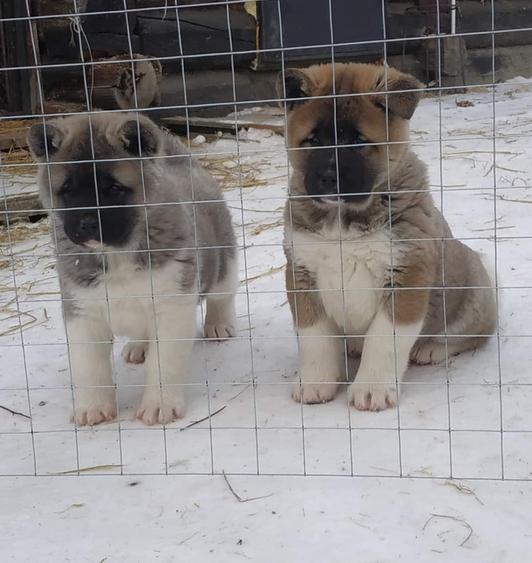 американская акита щенки купить питомник Санкт-Петербург кобель для вязок