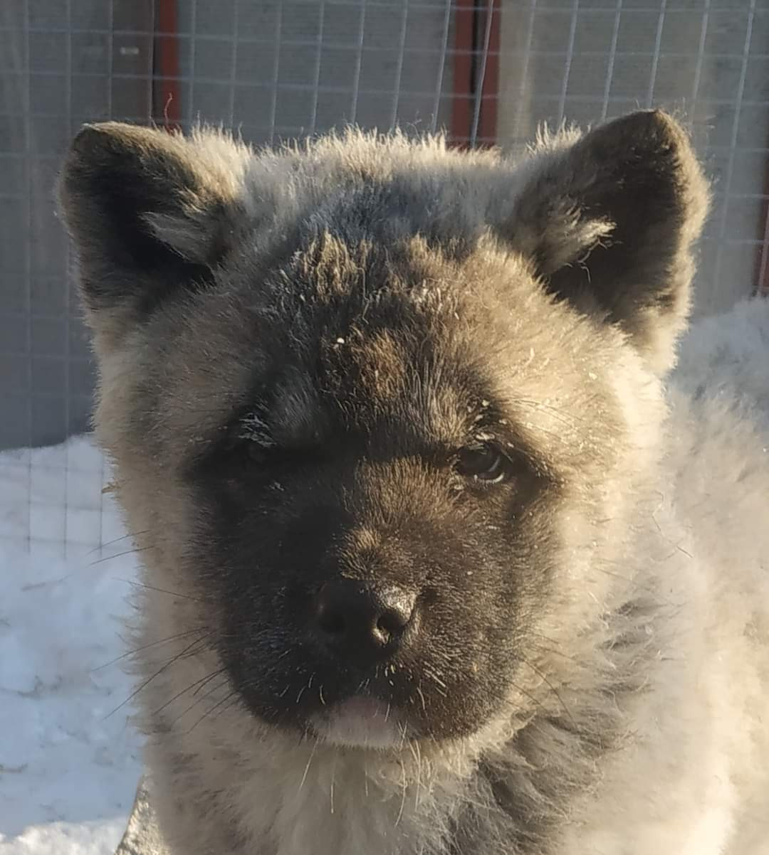 американская акита щенки купить питомник Санкт-Петербург кобель для вязок Вольф * Dilinze's Hause Orion  Wolf кобель Акита Рубилайт Rubylight питомник вязка американская акита