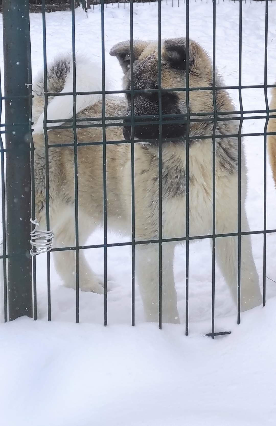 американская акита щенки купить питомник Санкт-Петербург кобель для вязок